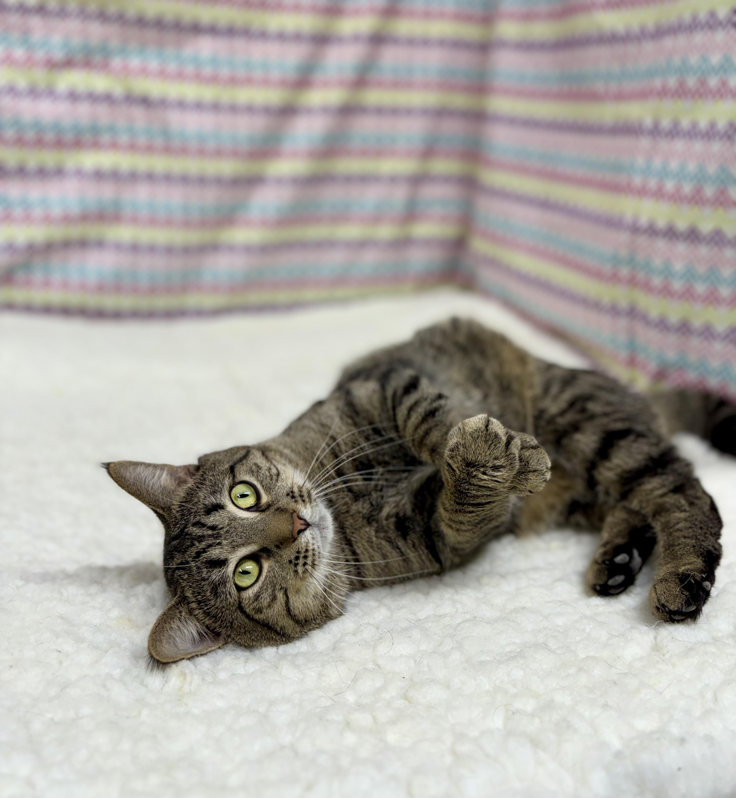 Tripper, a ADOPTABLE mixed breed in Upper Sandusky, OH image 4/5