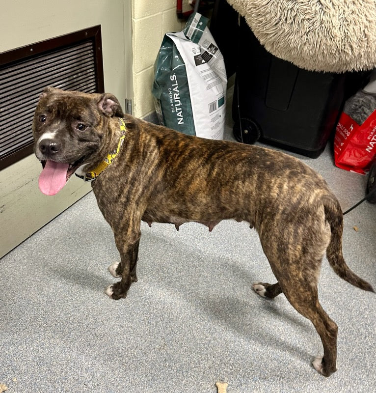 Tiger, a Adoptable mixed breed in St. Joseph, MI image 1/2