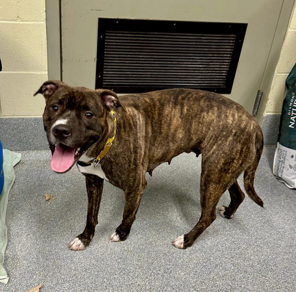 Tiger, Adult Female Terrier