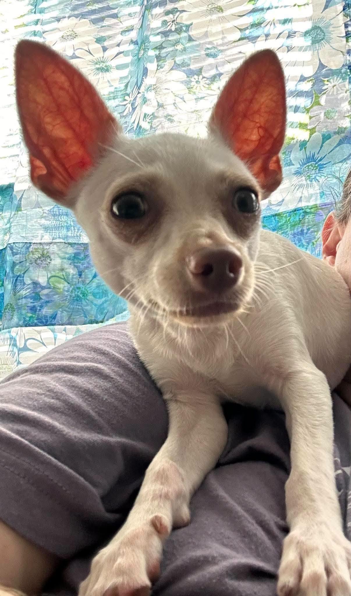 Enlarge Zee, a Adoptable Chihuahua in Austin, TX image 1/6