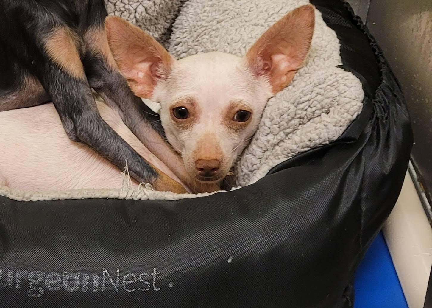 Enlarge Zee, a Adoptable Chihuahua in Austin, TX image 2/6