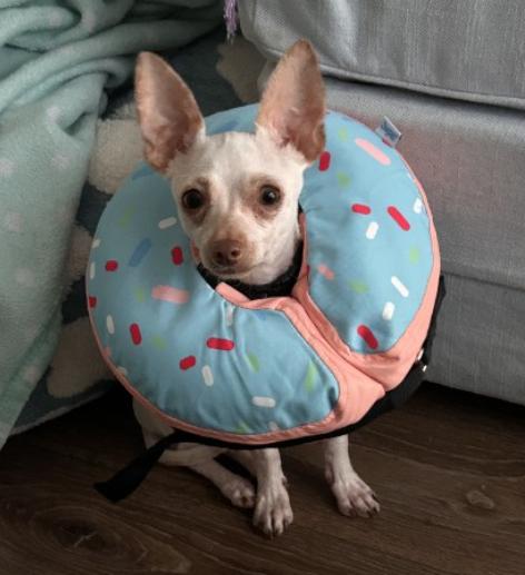 Enlarge Zee, a Adoptable Chihuahua in Austin, TX image 3/6