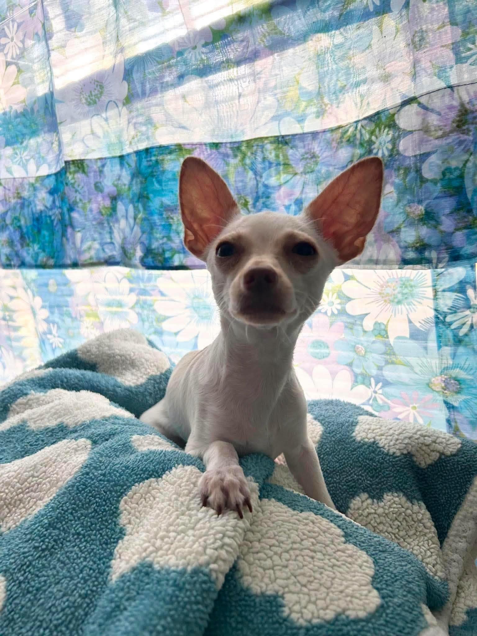 Enlarge Zee, a Adoptable Chihuahua in Austin, TX image 4/6