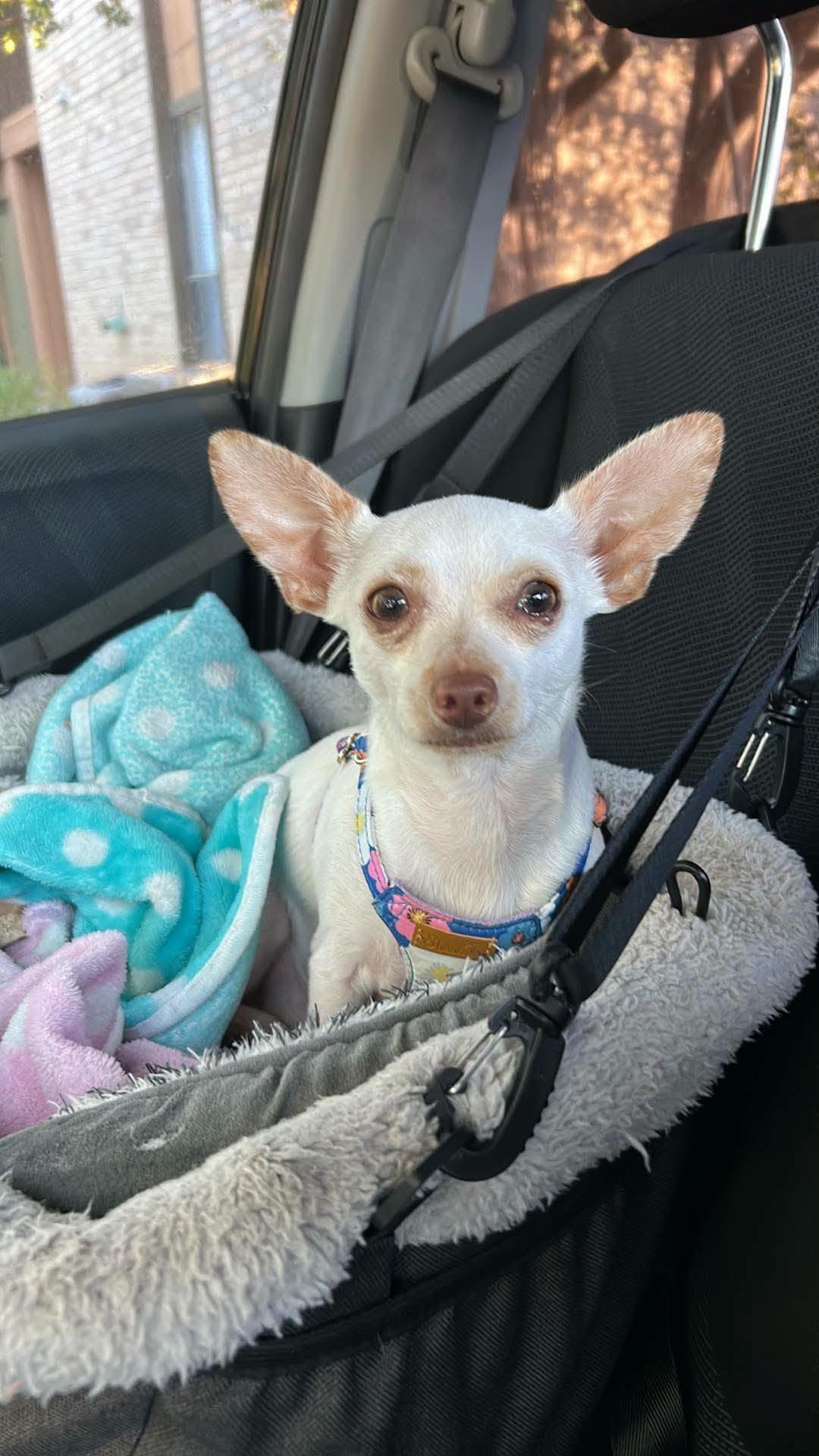 Enlarge Zee, a Adoptable Chihuahua in Austin, TX image 5/6