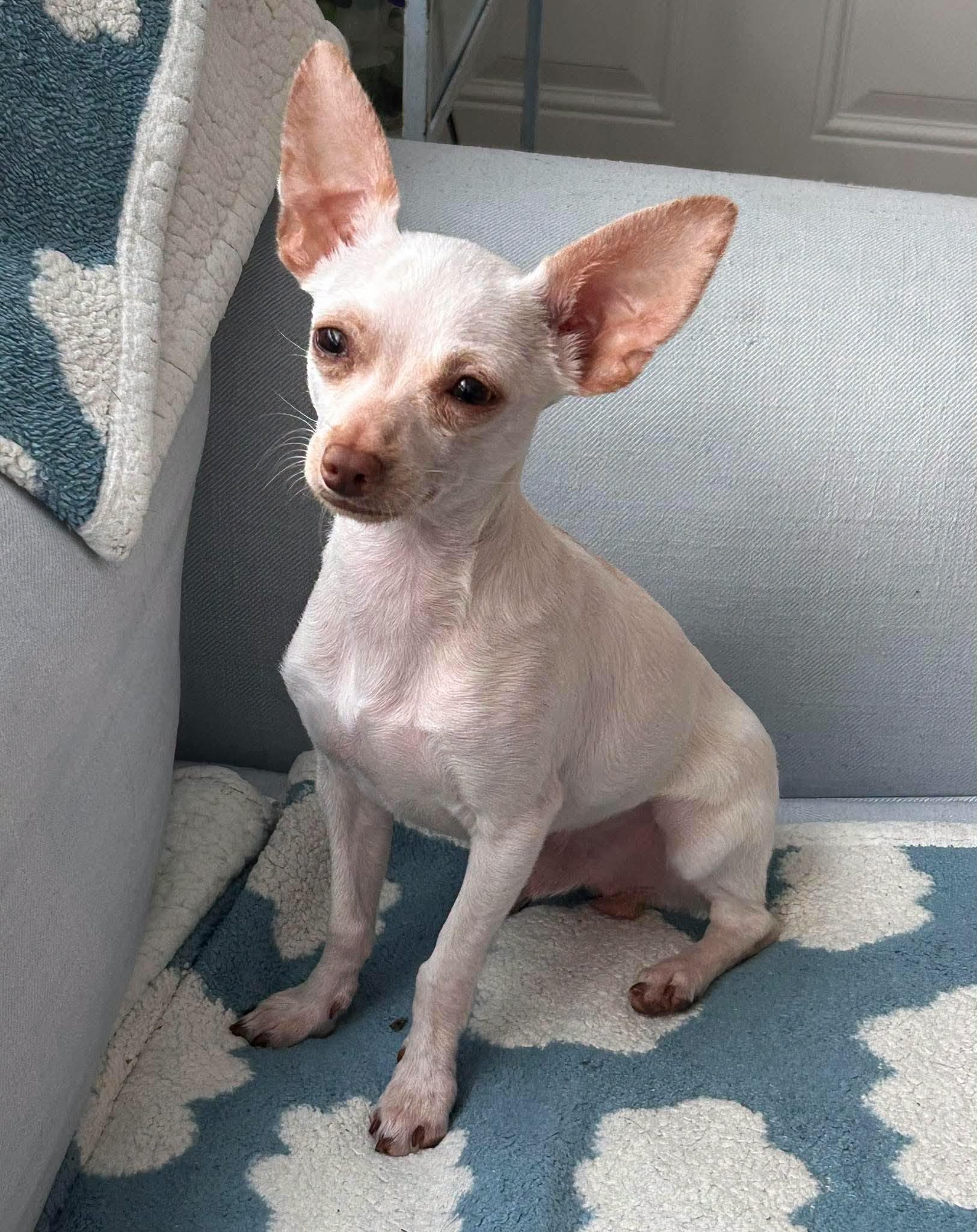 Enlarge Zee, a Adoptable Chihuahua in Austin, TX image 6/6