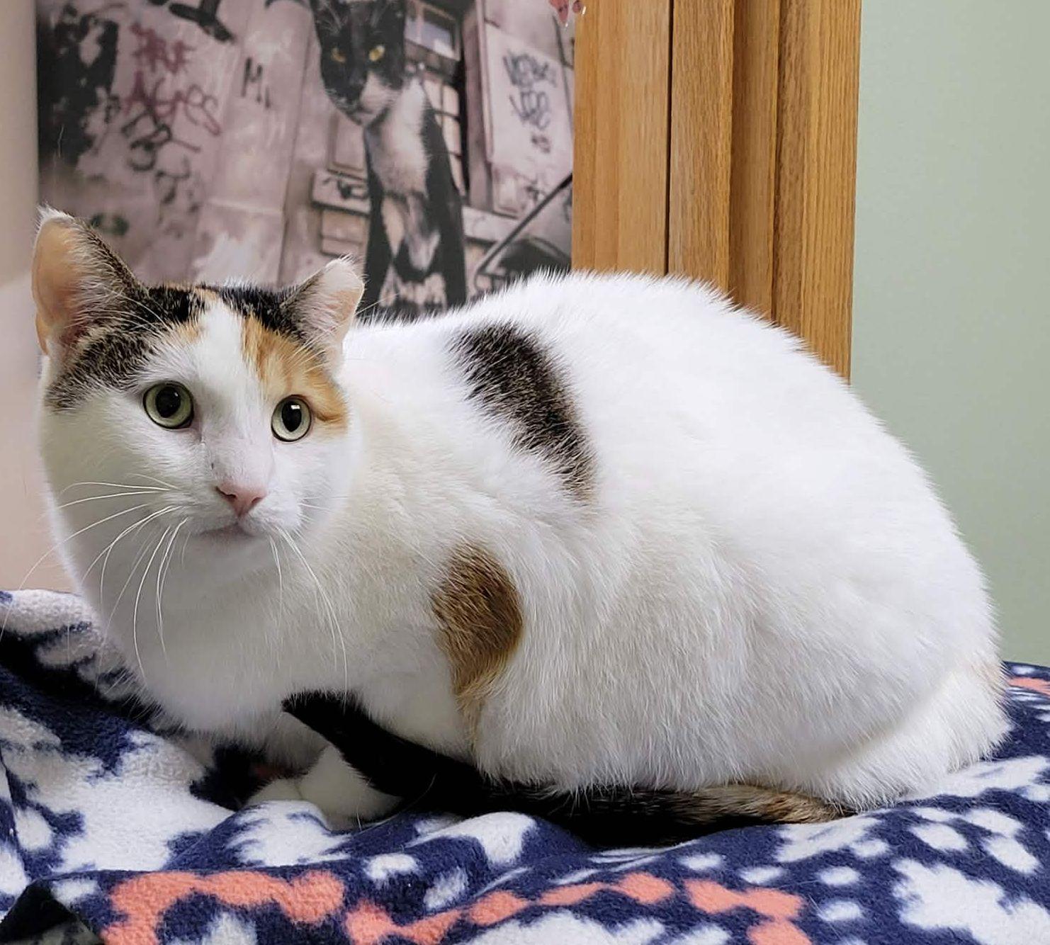 Calypso, ADOPTABLE, Adult Female Calico.
