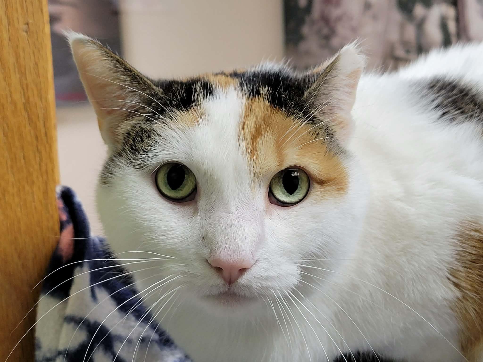 Enlarge Calypso, a ADOPTABLE mixed breed in Portage, WI image 2/3