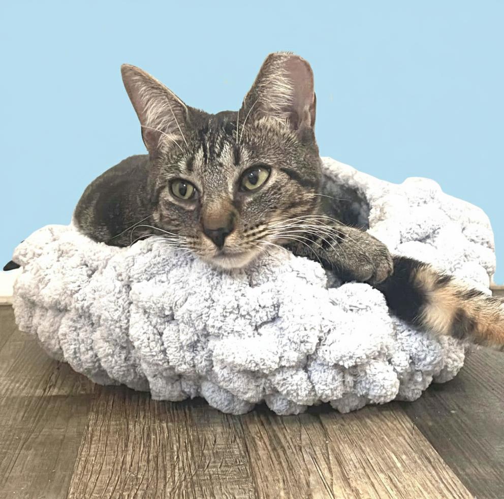 Enlarge Babbs, a Adoptable Domestic Short Hair in Lakeland, FL image 5/5