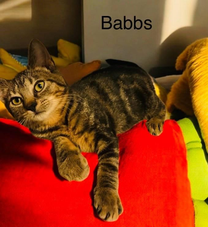 Babbs, Adoptable, Young Female Domestic Short Hair.