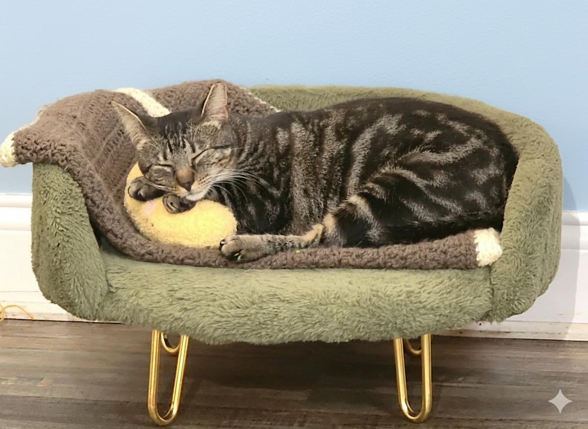 Enlarge Babbs, a Adoptable Domestic Short Hair in Lakeland, FL image 3/5