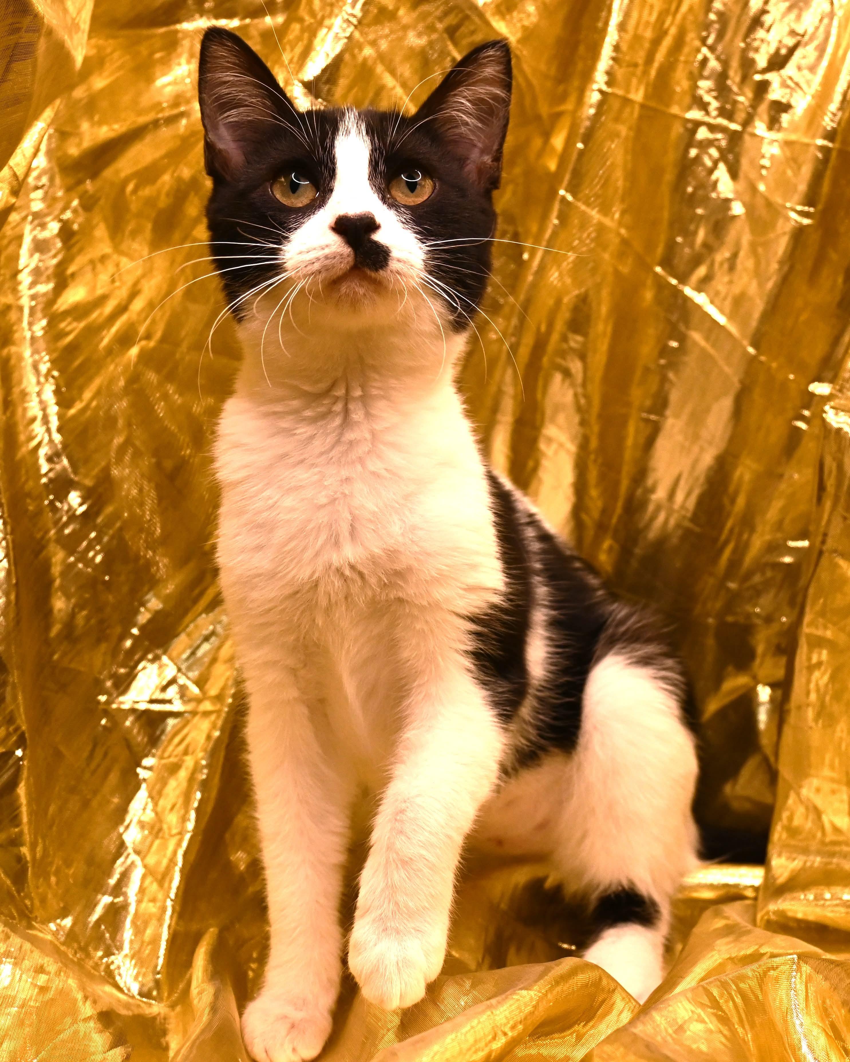 Peggy Sue, Adoptable, Kitten Female Domestic Short Hair.