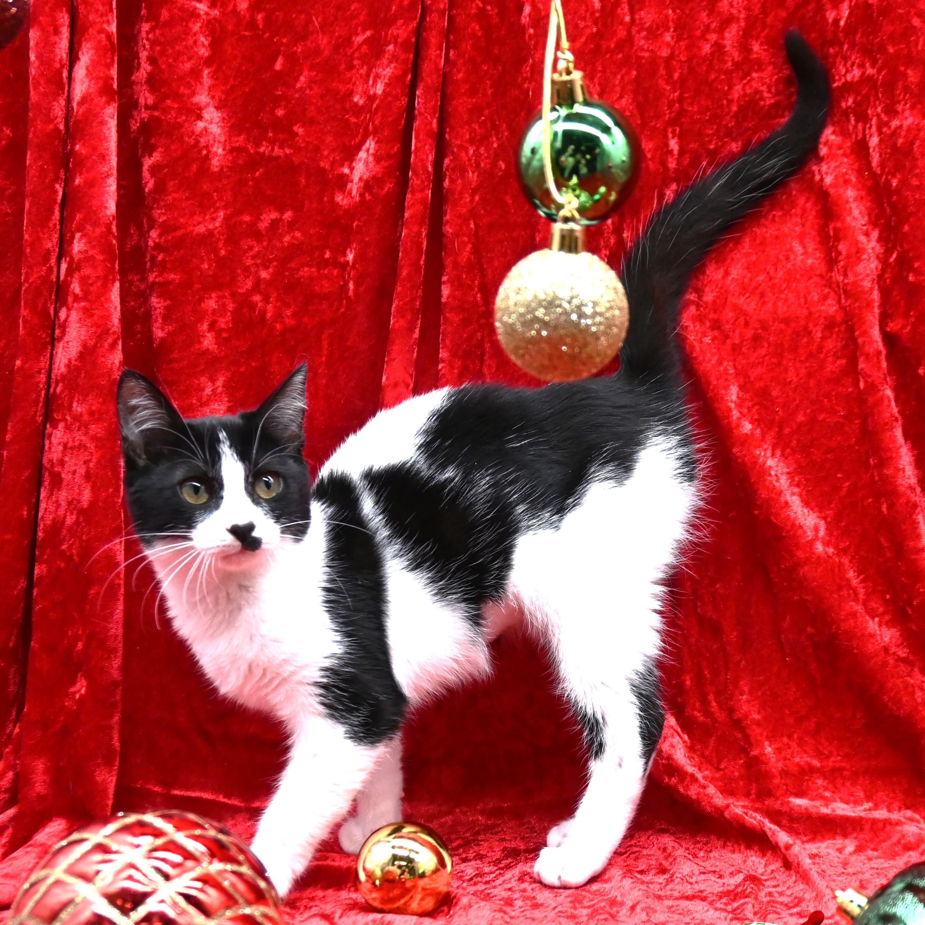 Peggy Sue, a Adoptable mixed breed in South Amboy, NJ image 4/6