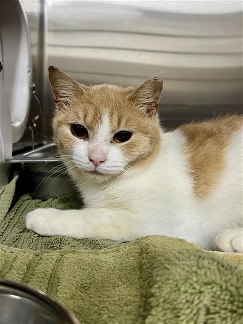 Enlarge EGG SALAD, a Adoptable Domestic Short Hair in Upper Marlboro, MD image 1/1