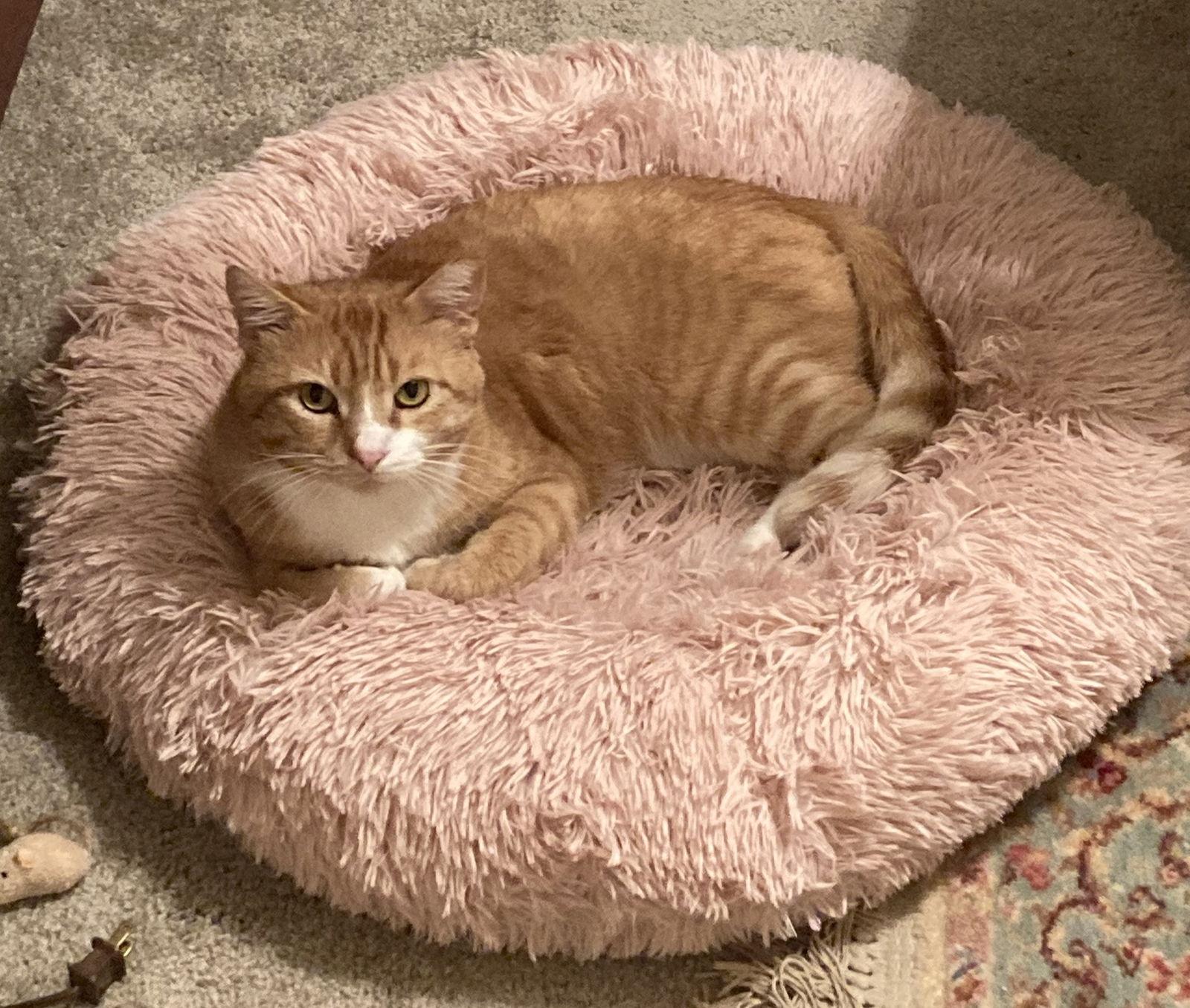 Homer, Adoptable, Adult Male Domestic Short Hair.