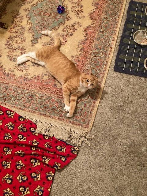 Enlarge Homer, a Adoptable Domestic Short Hair in Stone Mountain, GA image 2/3