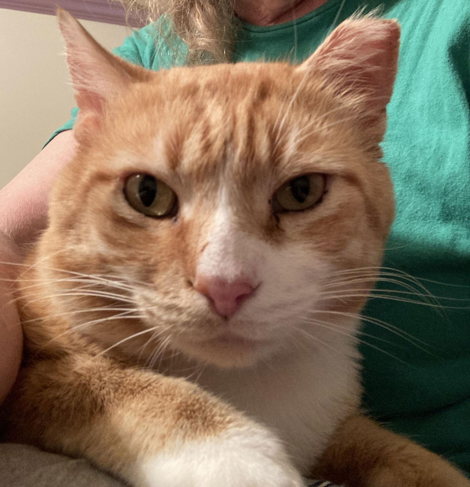 Enlarge Homer, a Adoptable Domestic Short Hair in Stone Mountain, GA image 3/3