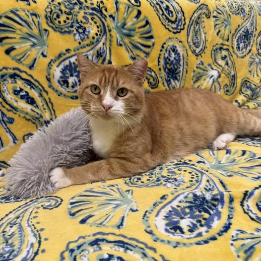 Enlarge Homer, a Adoptable Domestic Short Hair in Stone Mountain, GA image 2/3