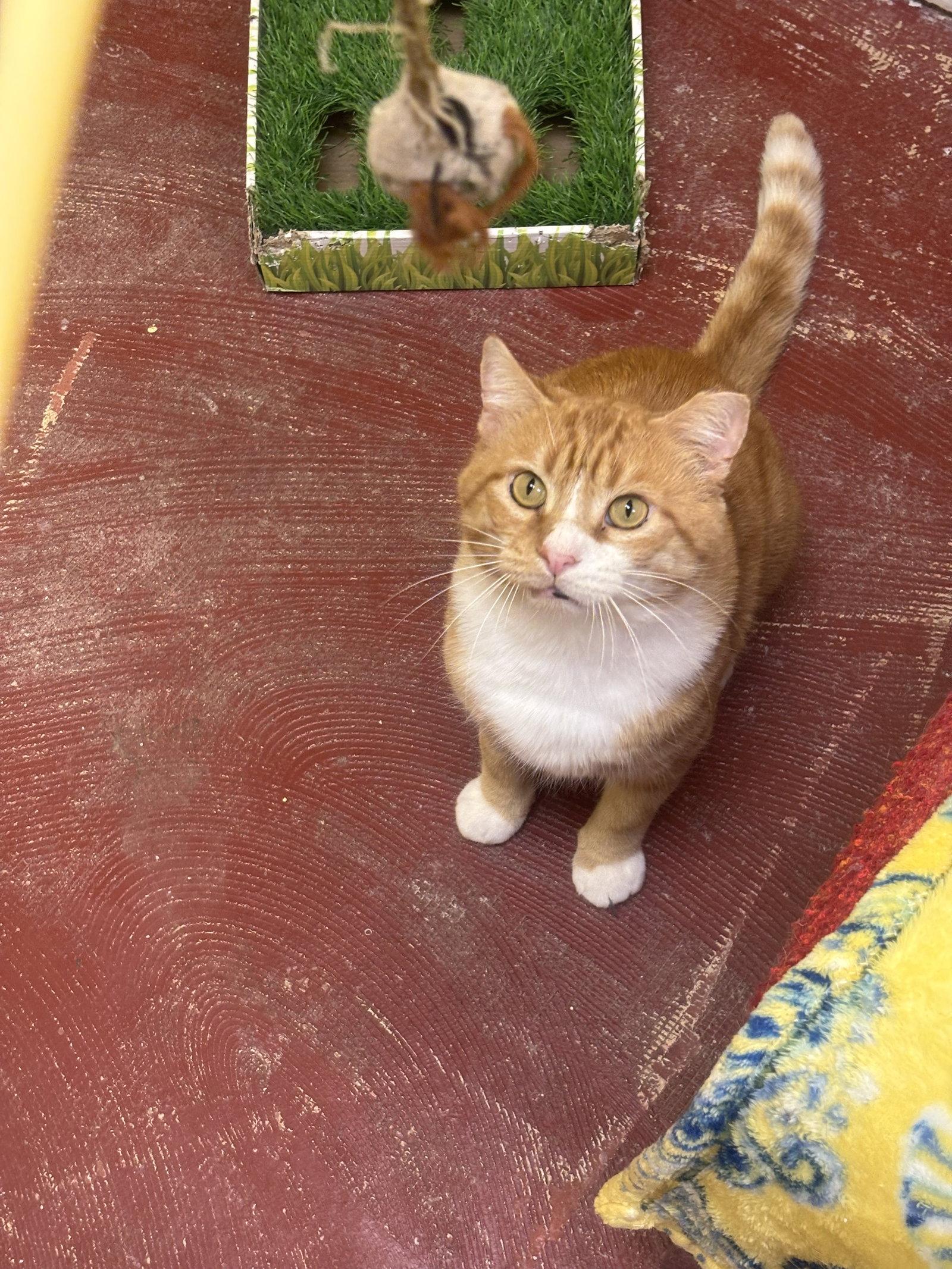 Enlarge Homer, a Adoptable Domestic Short Hair in Stone Mountain, GA image 3/3