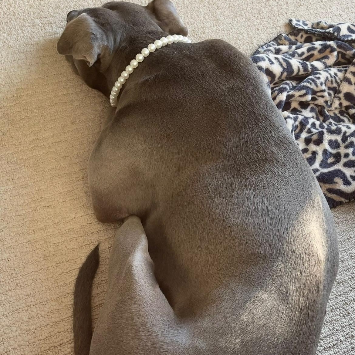 Cookie, a Adoptable American Staffordshire Terrier in Cumming, GA image 3/5