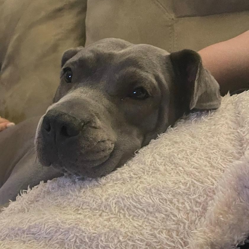 Cookie, Adoptable, Adult Female American Staffordshire Terrier.