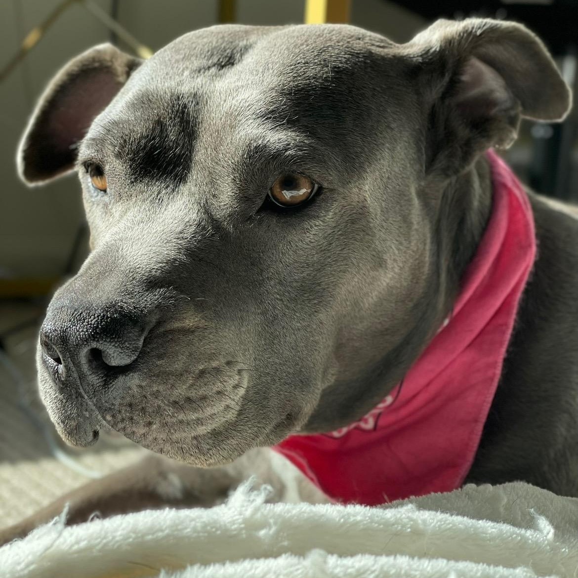 Cookie, a Adoptable American Staffordshire Terrier in Cumming, GA image 2/5