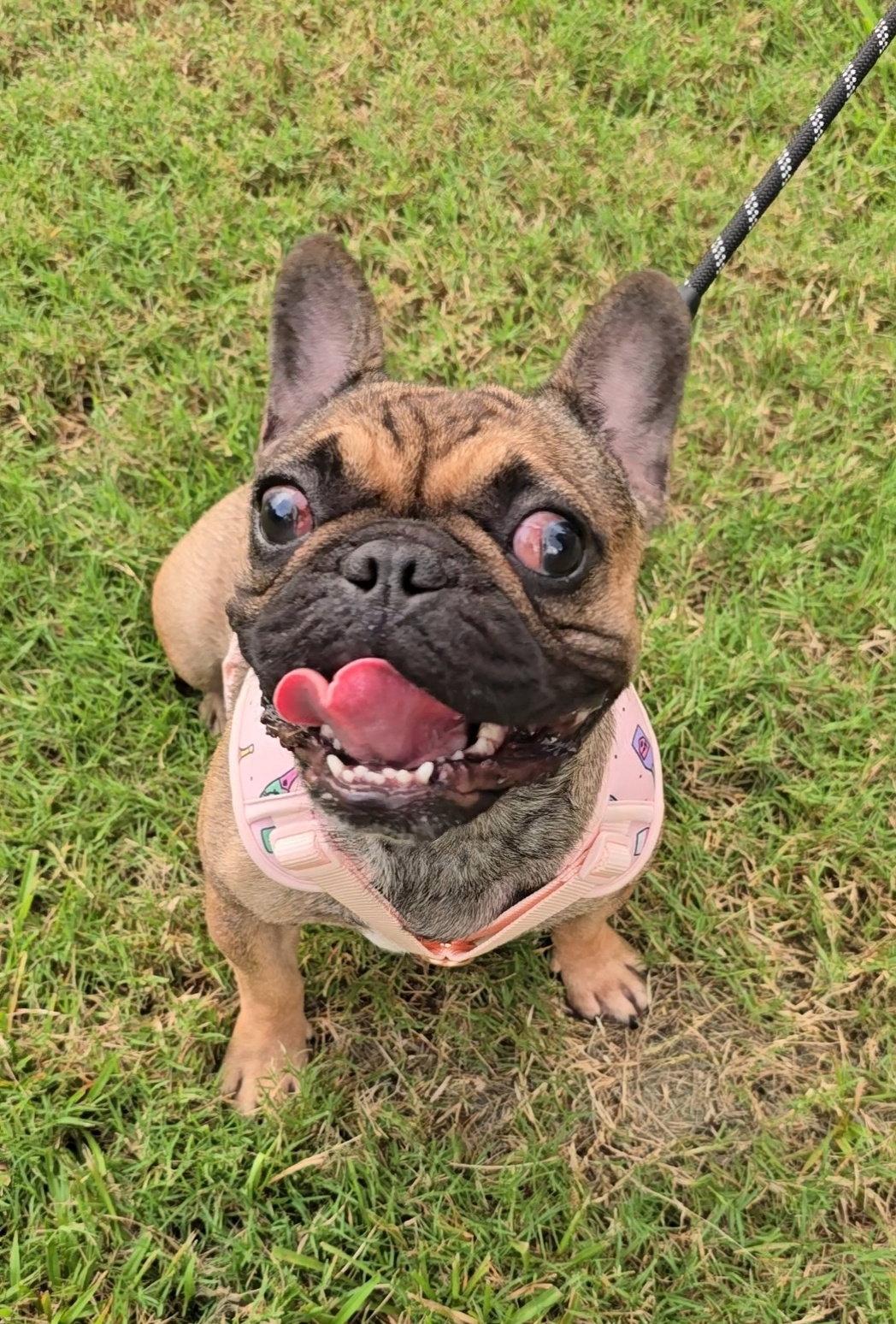 Coco, Adopted, Young Female French Bulldog.