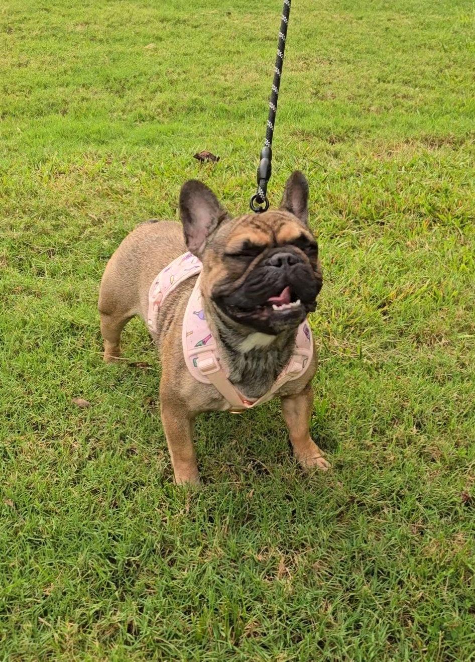 Enlarge Coco, a Adopted French Bulldog in Locust Grove, GA image 2/3