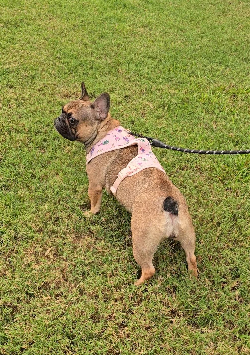 Enlarge Coco, a Adopted French Bulldog in Locust Grove, GA image 3/3