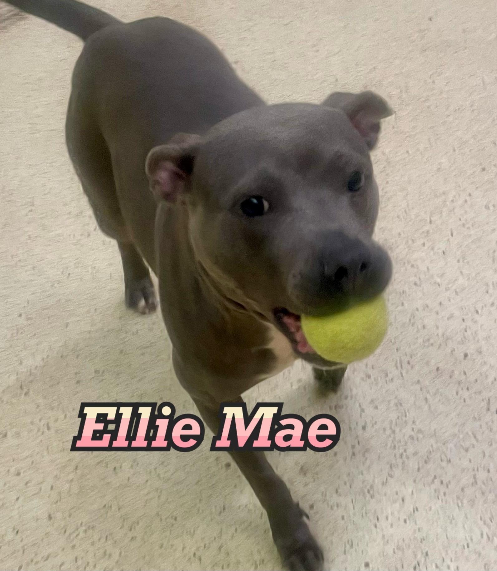 Ellie May