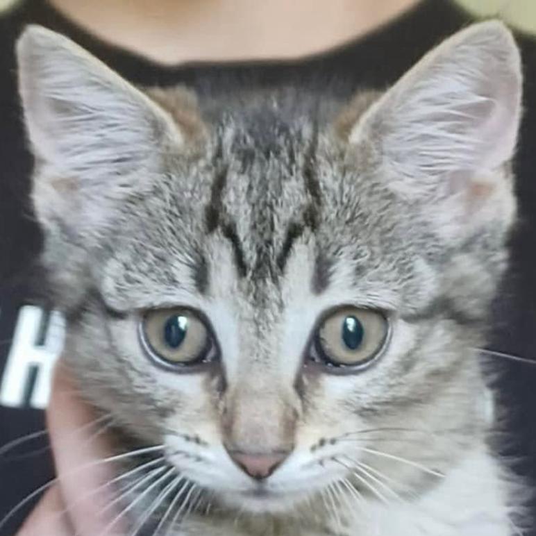 Maisy, Adoptable, Kitten Female Domestic Short Hair.