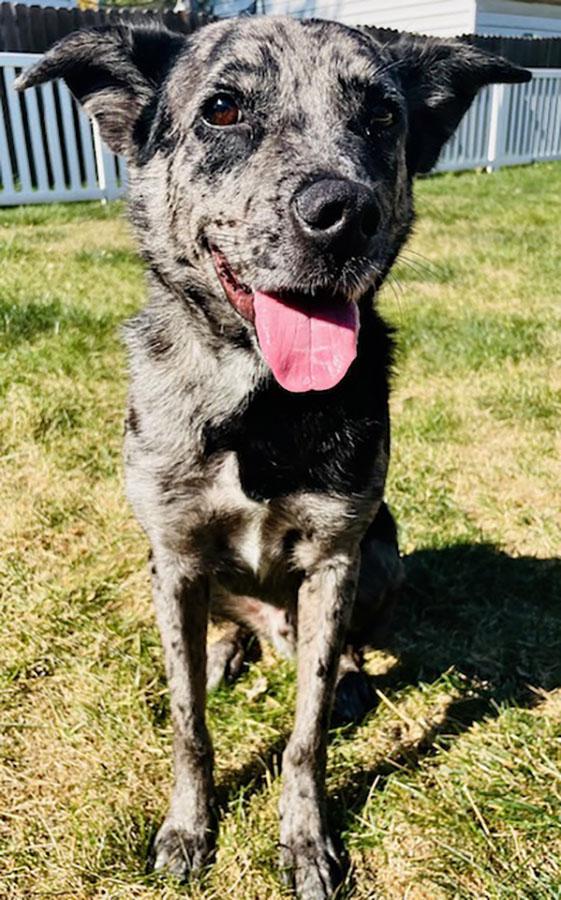 Enlarge Jensen, an adopted mixed breed in Joliet, IL image 2/3