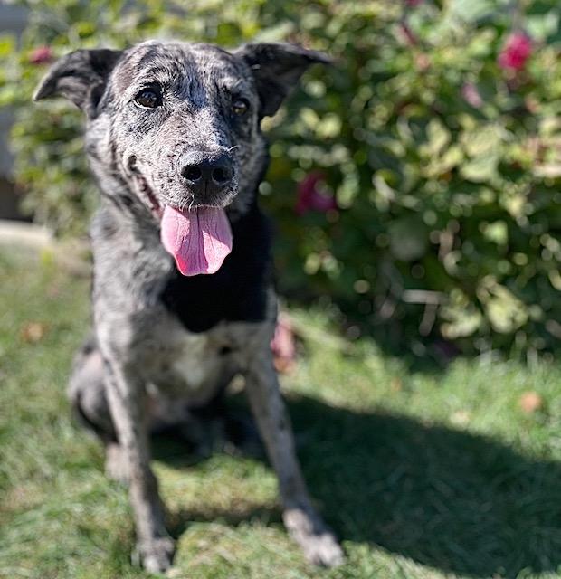 Enlarge Jensen, an adopted mixed breed in Joliet, IL image 1/3