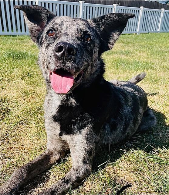 Enlarge Jensen, an adopted mixed breed in Joliet, IL image 3/3