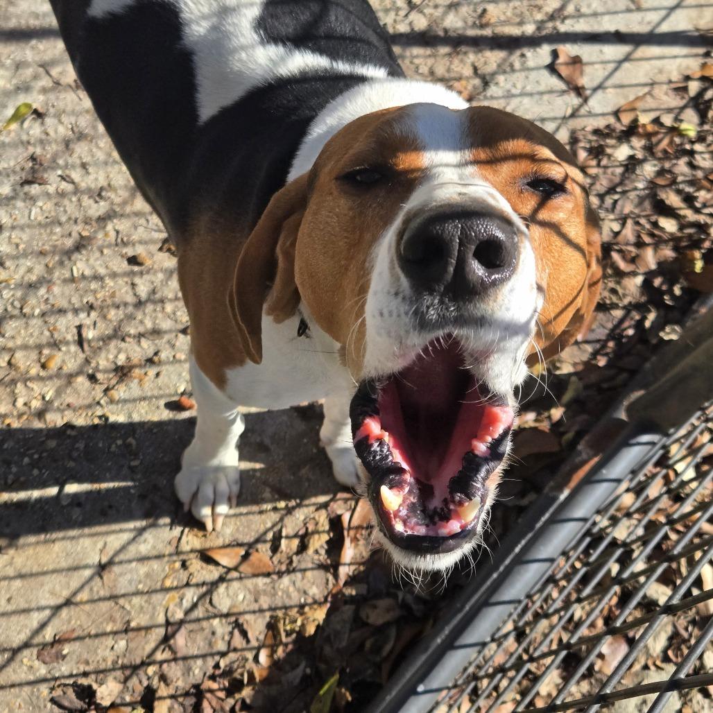 Clayton, Adoptable, Senior Male Treeing Walker Coonhound.