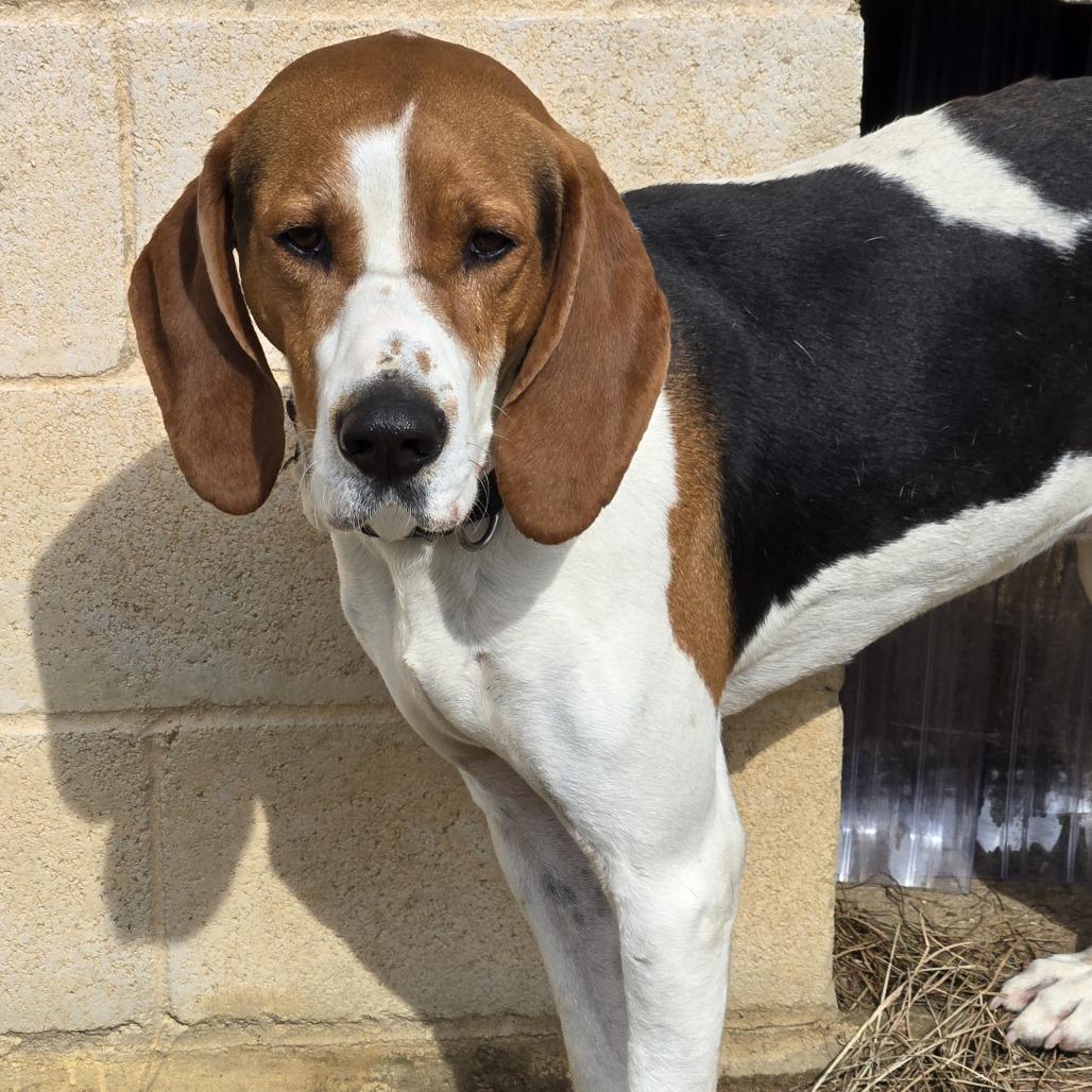 Clayton, a Adoptable Treeing Walker Coonhound in Tylertown, MS image 2/2