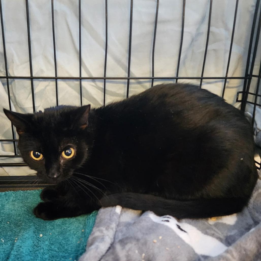 Enlarge Buggy, a Adoptable Domestic Medium Hair in Spokane, WA image 1/1