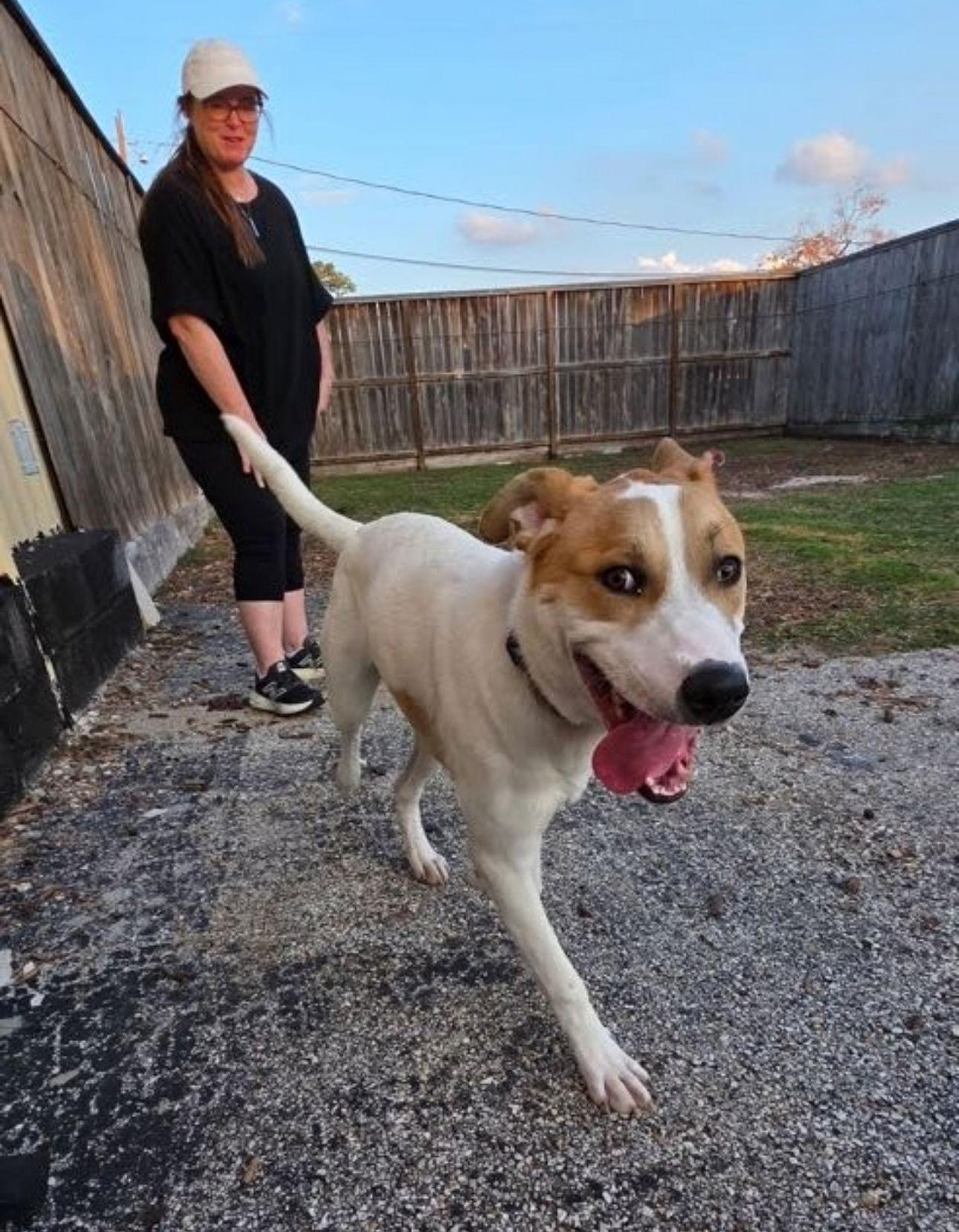 Enlarge Buddy, a Adoptable mixed breed in Houston, TX image 1/3
