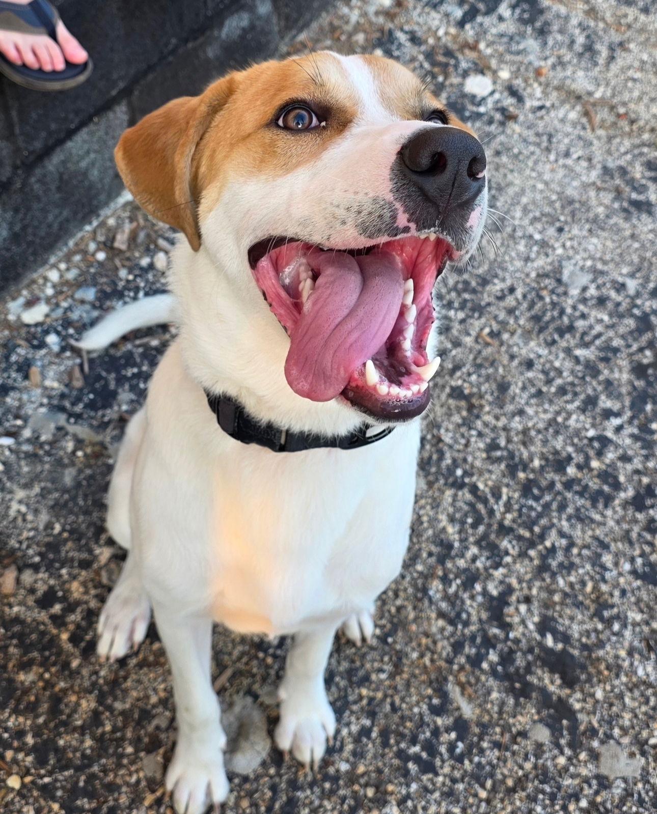Enlarge Buddy, a Adoptable mixed breed in Houston, TX image 2/3