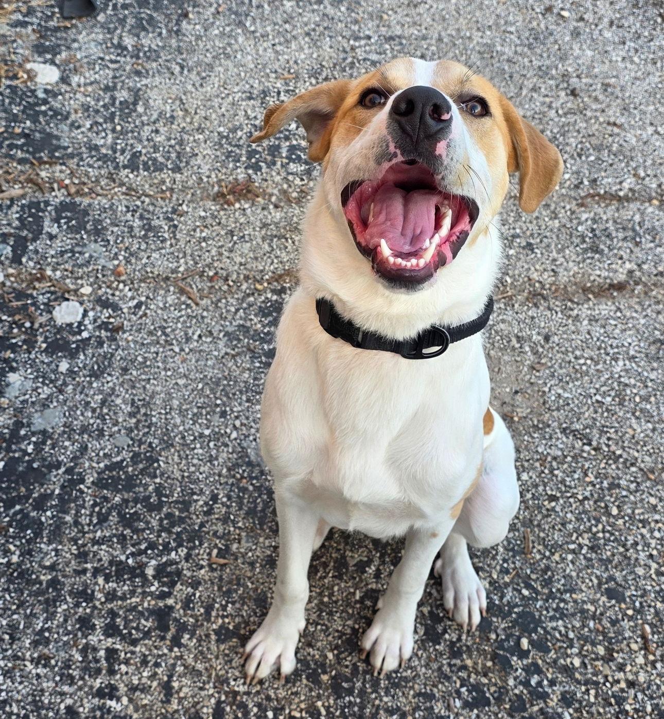 Buddy, Adoptable, Young Male Labrador Retriever & Hound.