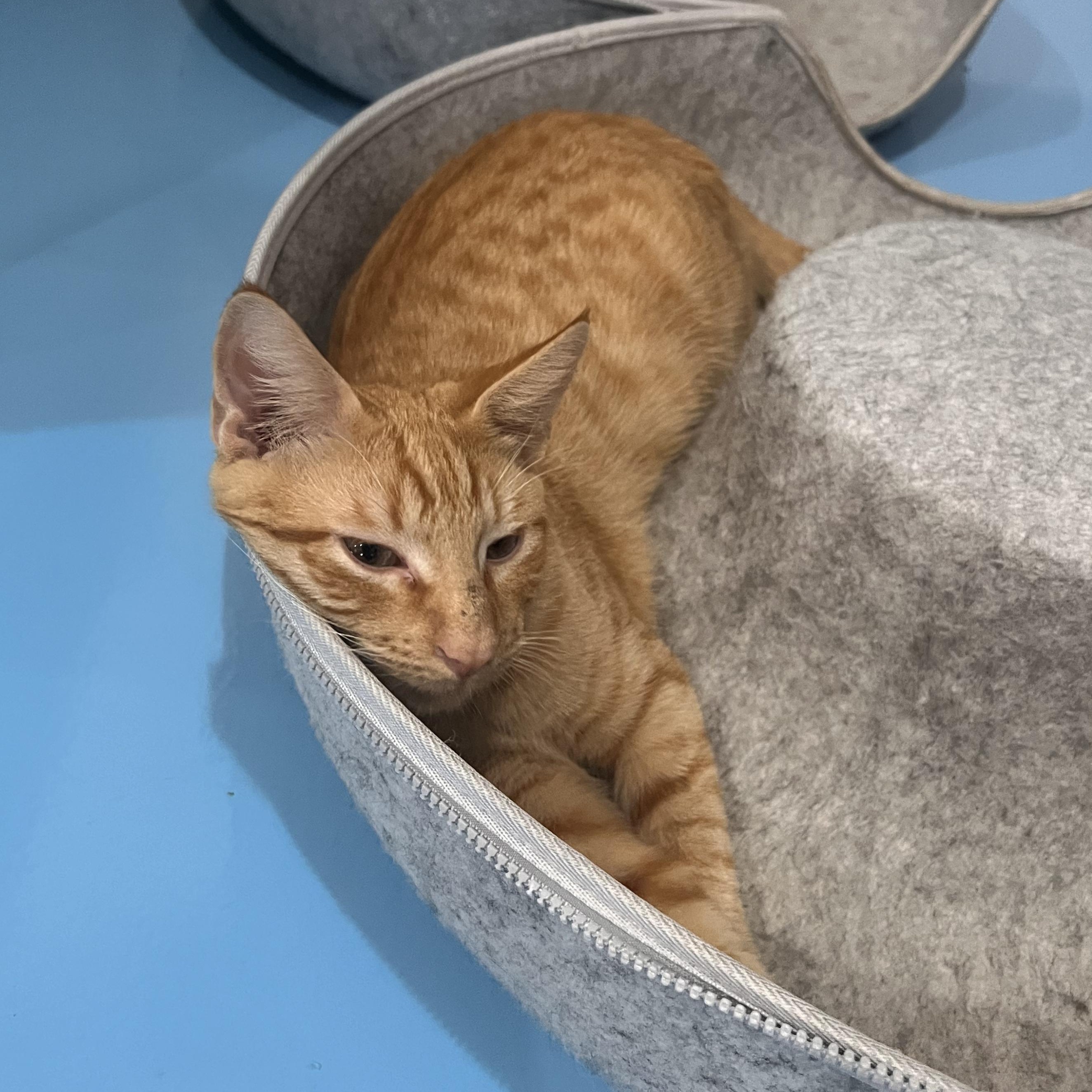 Cat for adoption Drake, a Domestic Short Hair in ROCKY HILL, CT