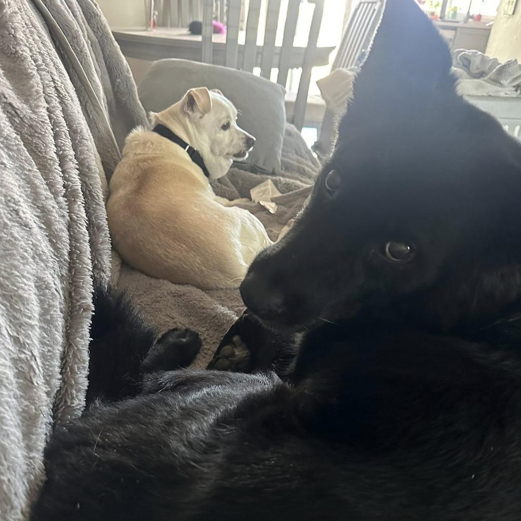 Maks, Adoptable, Senior Male Chihuahua.