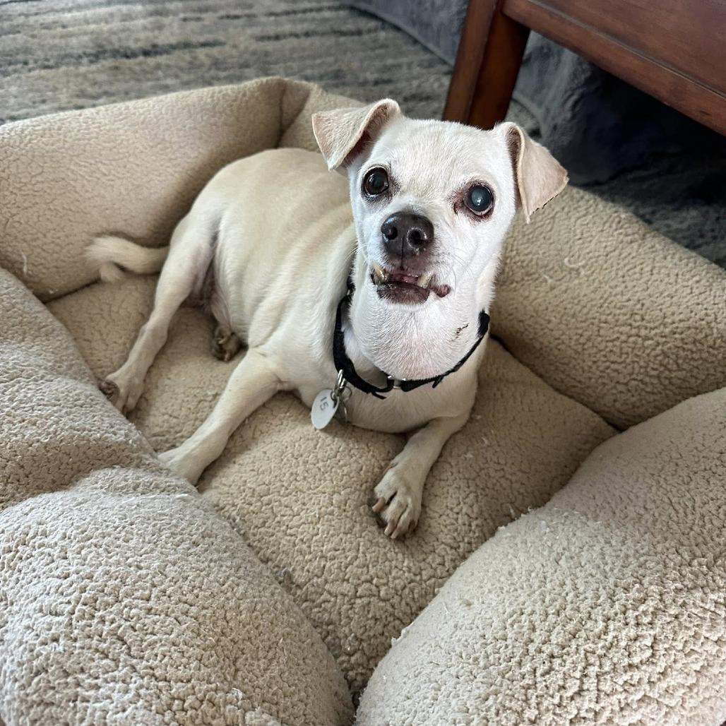 Maks, a Adoptable Chihuahua in Sonoma, CA image 2/6