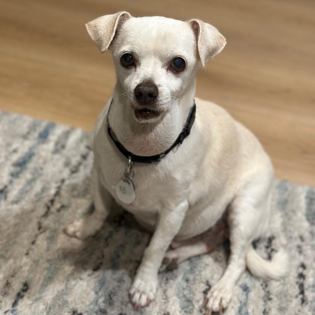 Maks, a Adoptable Chihuahua in Sonoma, CA image 3/6