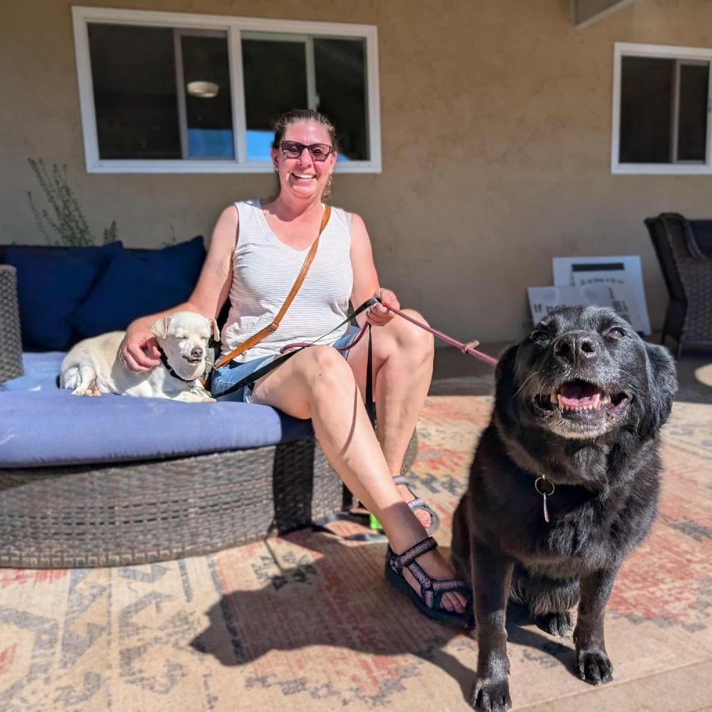 Maks, a Adoptable Chihuahua in Sonoma, CA image 4/6