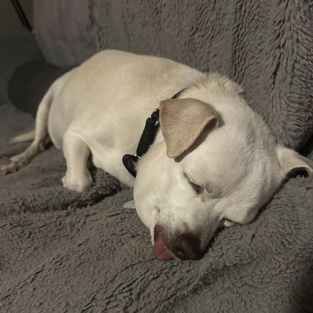 Maks, a Adoptable Chihuahua in Sonoma, CA image 5/6