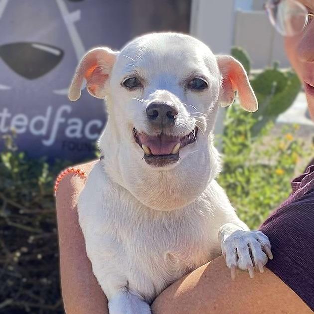 Maks, a Adoptable Chihuahua in Sonoma, CA image 6/6