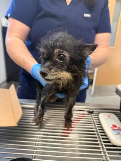 A209629, Adoptable, Adult Female Yorkshire Terrier.