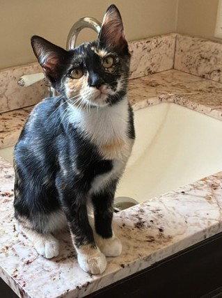 ZZ  Cali, Adoptable, Kitten Female Domestic Short Hair.