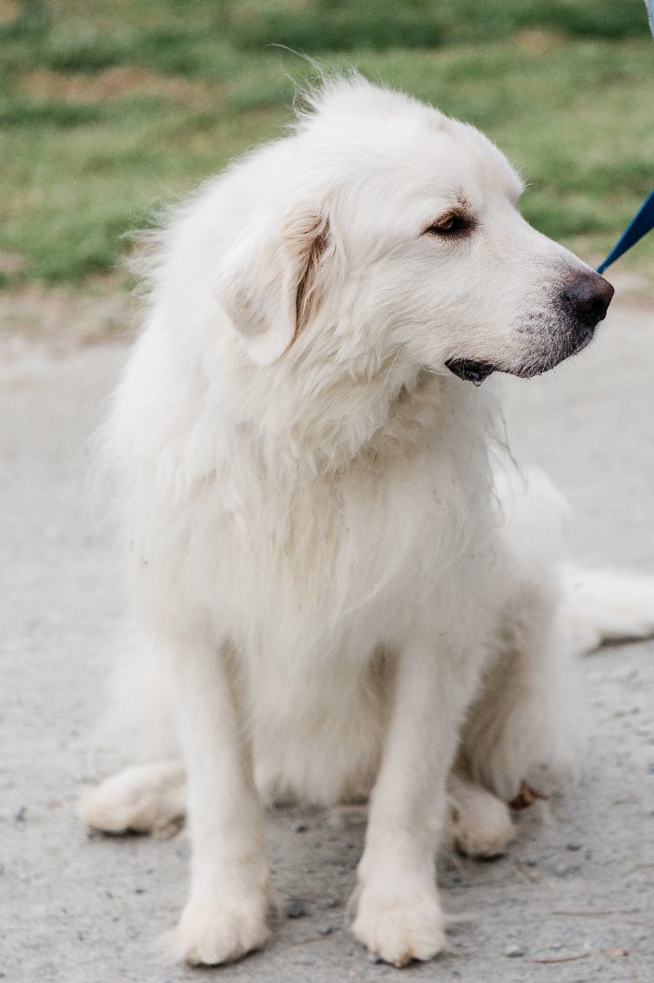 Ernie, Adoptable, Adult Male Great Pyrenees.