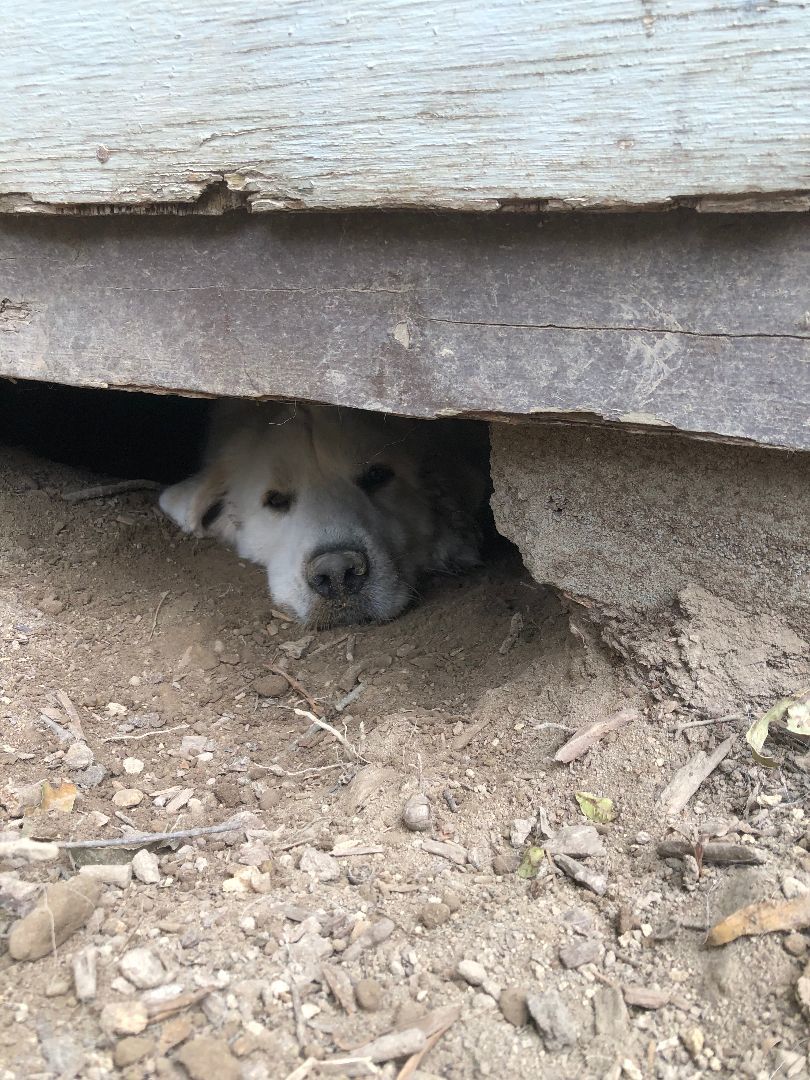 Ernie, a Adoptable Great Pyrenees in Richmond, VA image 2/4
